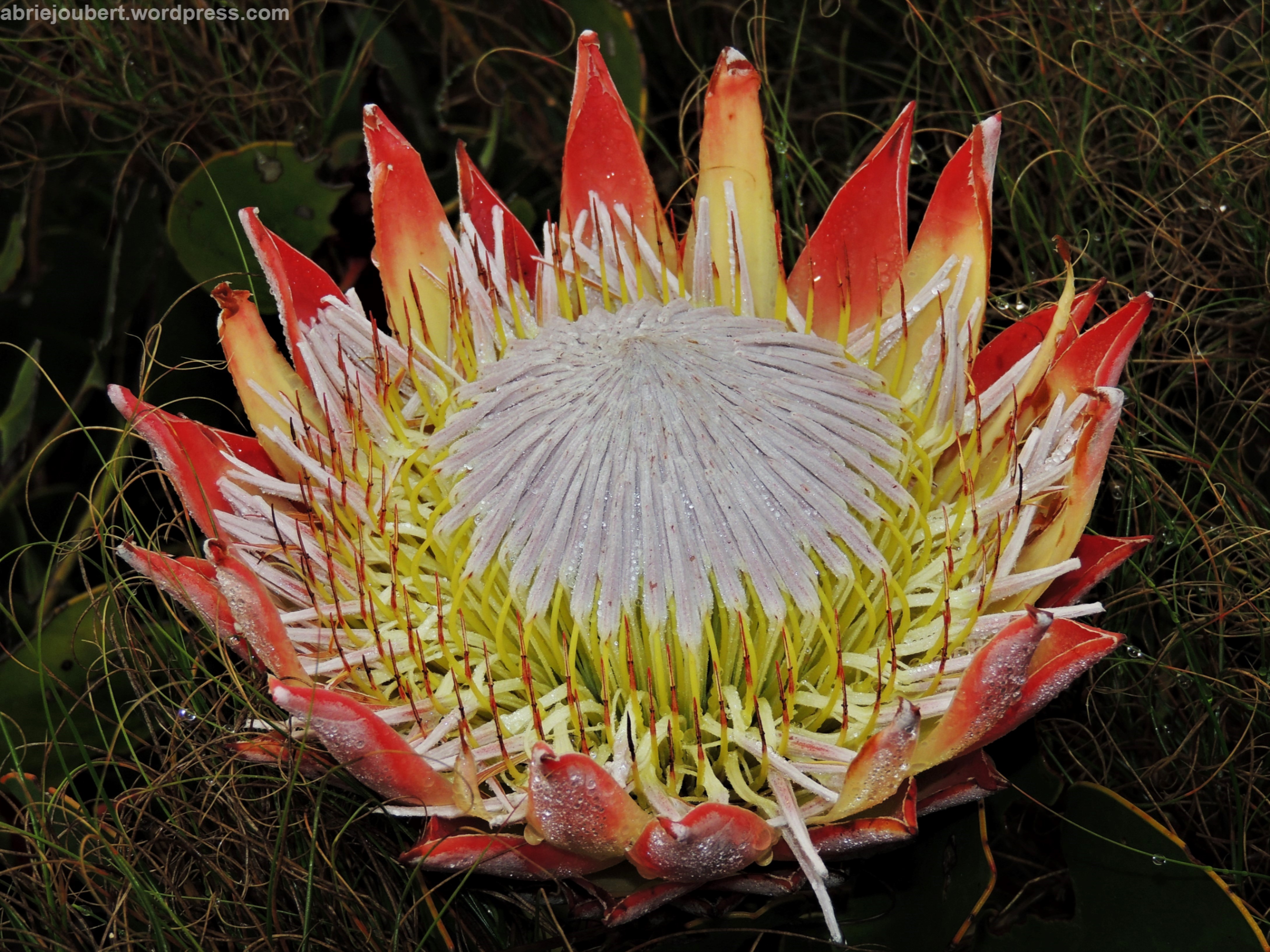 Protea cynaroides - the first among flowers