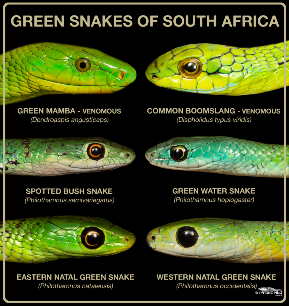 Green-Snakes-South-Africa_Tyrone_Ping-969x1024